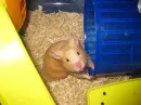 eee