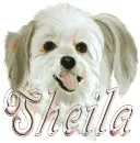 sheila