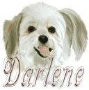 darlene