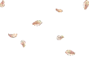 rosepetals