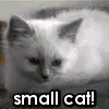small catr or big rabbit