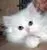 White kitten icon