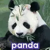 panda