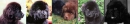 Puppy banner