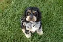 Puppy 