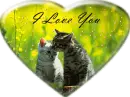 iLoveUcats