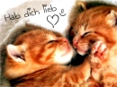Cats love