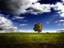 Relaxing Meadow
