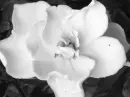 Black and white flower