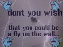 fly on a wall