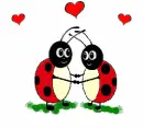 two lovebugs