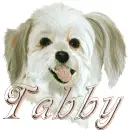 tabby