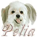 pelia