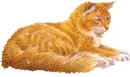 Tabby Cat