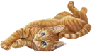 Laid back cat