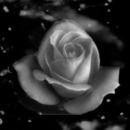 black rose