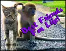 bestfriends for life