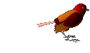 hopping robin