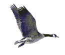 CanadianGoose2