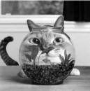 cat fish 