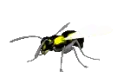 Wasp