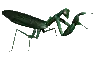 mantis