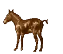 Horse3