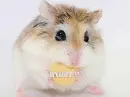 Munchie