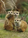 meerkats