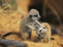 meerkats