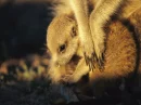 meerkats