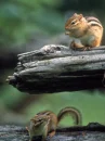 chipmunks