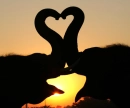 love animals africa