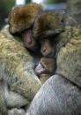 love family