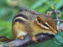 chipmunks