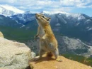 chipmunks