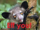 Aye-Aye doesn't like you...