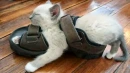 Unlike puppies who chew on sandals, kittens sleep on them