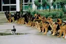 Thats One Brave Little Kitten!