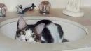 Hi!Im in the...Sink!