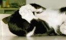 No Picture Please!