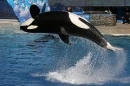 whale that i seen at seaworld