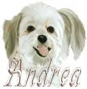 andrea