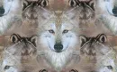 WOLF BACKGROUND