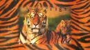 QUEEN TIGER