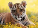 BEAUTIFUL TIGER CUB