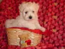 Dog and hearts