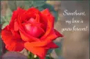SWEETHEART ROSE
