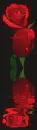 two red roses