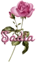 pink rose sadia